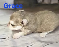 CKC Grace , a female Chihuahua for sale in Homerville, GA – 2 of 9