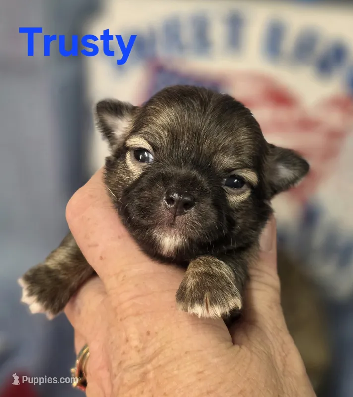 AKC Trusty – Chihuahua puppy for sale in Homerville, GA