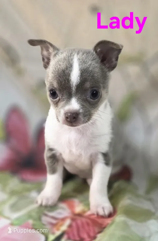AKC Lady – Chihuahua puppy for sale in Homerville, GA