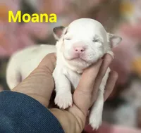 CKC Moana, a female Chihuahua for sale in Homerville, GA – 9 of 10
