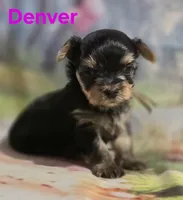 AKC Denver, a male Yorkshire Terrier for sale in Homerville, GA – 2 of 10