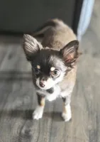 AKC Dallas pending, a female Chihuahua for sale in Homerville, GA – 8 of 9