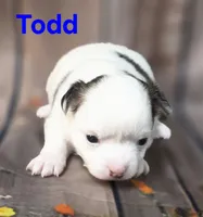 AKC Todd, a male Chihuahua for sale in Homerville, GA – 9 of 10
