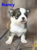 AKC Nancy, a female Chihuahua for sale in Homerville, GA – 7 of 10