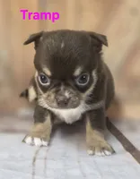 AKC Tramp , a male Chihuahua for sale in Homerville, GA – 8 of 10