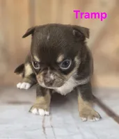 AKC Tramp , a male Chihuahua for sale in Homerville, GA – 10 of 10