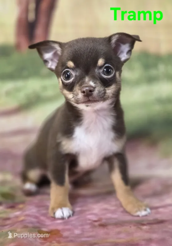 CKC Tramp – Chihuahua puppy for sale in Homerville, GA