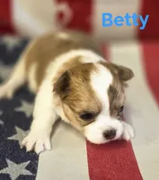 CKC Betty, a female Chihuahua for sale in Homerville, GA – 4 of 10