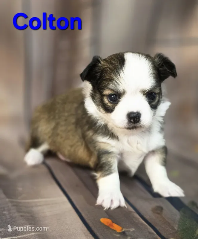 AKC Colton – Chihuahua puppy for sale in Homerville, GA