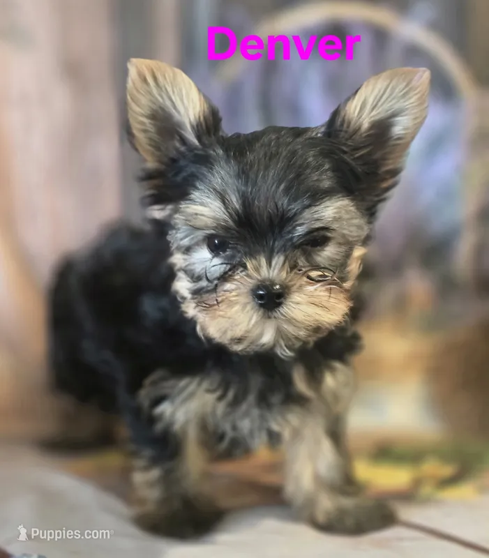 AKC Denver – Yorkshire Terrier puppy for sale in Homerville, GA