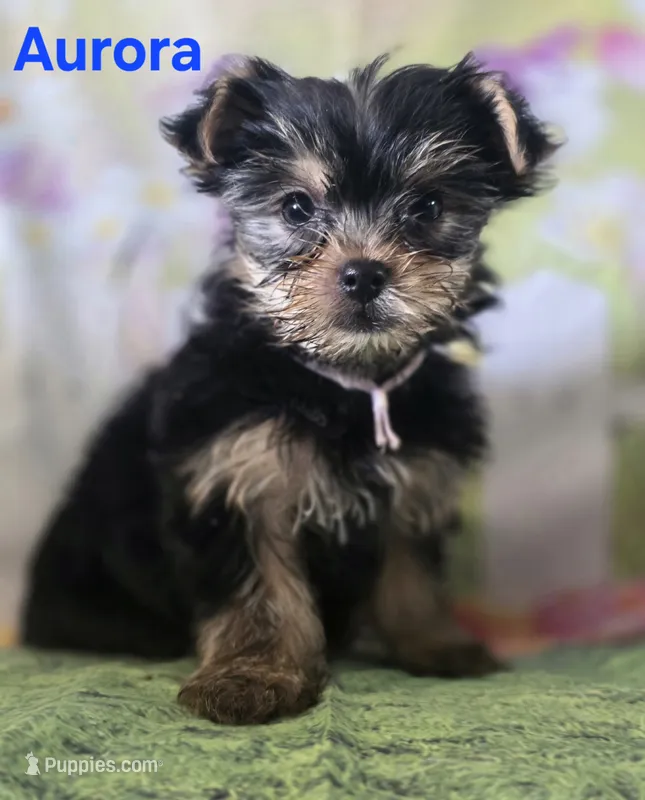 AKC Aurora – Yorkshire Terrier puppy for sale in Homerville, GA