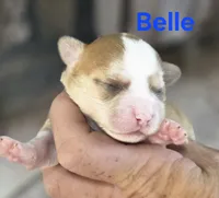 CKC Belle, a female Chihuahua for sale in Homerville, GA – 6 of 8