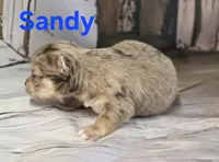CKC Sandy , a female Chihuahua for sale in Homerville, GA – 8 of 10