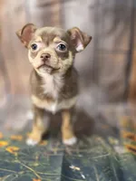 AKC Daisy, a female Chihuahua for sale in Homerville, GA – 6 of 10