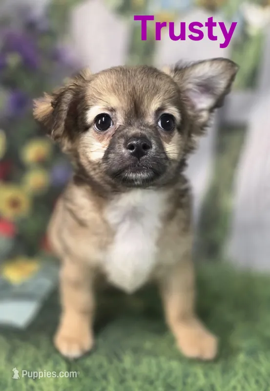 CKC Trusty – Chihuahua puppy for sale in Homerville, GA