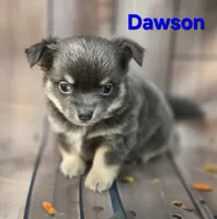 CKC Dawson, a male Chihuahua for sale in Homerville, GA – 6 of 9