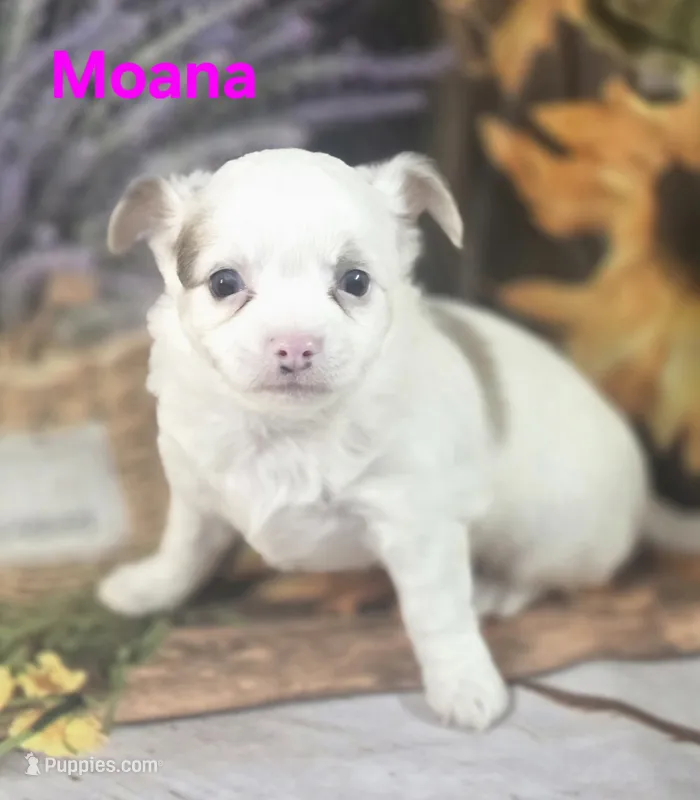 CKC Moana – Chihuahua puppy for sale in Homerville, GA