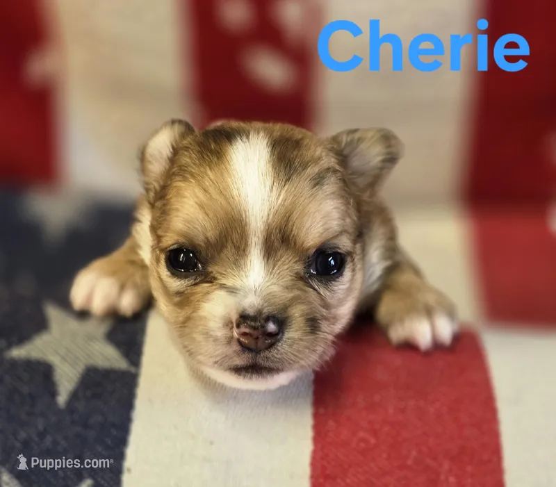CKC Cherie  – Chihuahua puppy for sale in Homerville, GA