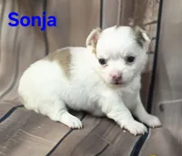 AKC Sonja, a female Chihuahua for sale in Homerville, GA – 6 of 10