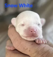 CKC Snow White , a female Chihuahua for sale in Homerville, GA – 3 of 9