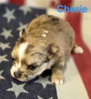 CKC Cherie , a female Chihuahua for sale in Homerville, GA – 5 of 10