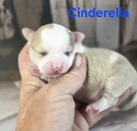 CKC Cinderella, a female Chihuahua for sale in Homerville, GA – 5 of 8