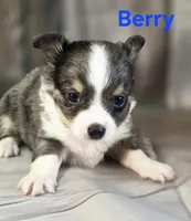 CKC Berry, a male Chihuahua for sale in Homerville, GA – 10 of 10