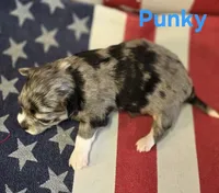 CKC Punky, a female Chihuahua for sale in Homerville, GA – 8 of 10