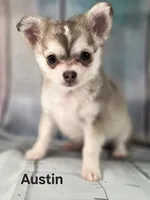 CKC Austin pending, a male Chihuahua for sale in Homerville, GA – 7 of 10