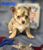 CKC Sandy , a female Chihuahua for sale in Homerville, GA – 5 of 10