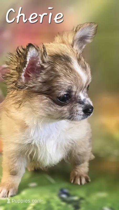 CKC Cherie  – Chihuahua puppy for sale in Homerville, GA