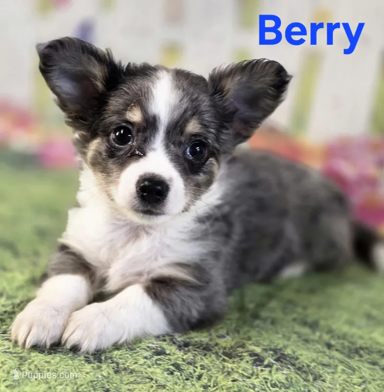 CKC Berry – Chihuahua puppy for sale in Homerville, GA