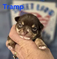AKC Tramp, a male Chihuahua for sale in Homerville, GA – 2 of 10