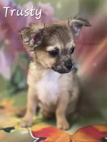CKC Trusty, a male Chihuahua for sale in Homerville, GA – 4 of 10