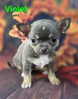 AKC Violet, a female Chihuahua for sale in Homerville, GA – 2 of 10
