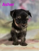 AKC Asher, a male Yorkshire Terrier for sale in Homerville, GA – 9 of 10