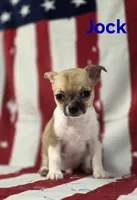 CKC Jock, a male Chihuahua for sale in Homerville, GA – 2 of 10