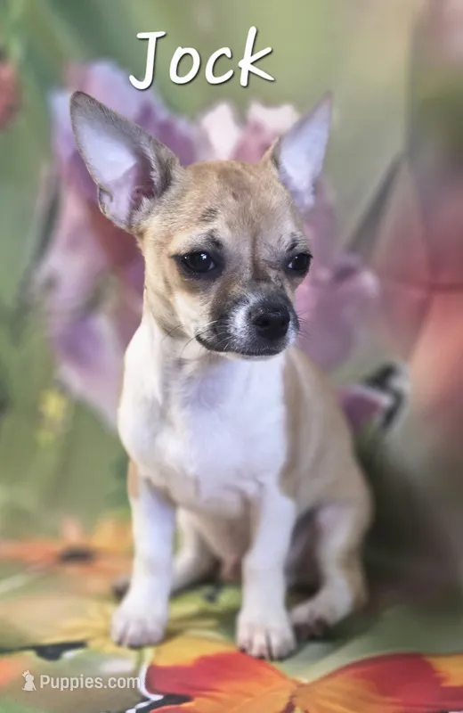 CKC Jock – Chihuahua puppy for sale in Homerville, GA