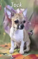 CKC Jock, a male Chihuahua for sale in Homerville, GA – 1 of 10