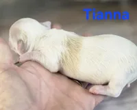 CKC Tianna, a female Chihuahua for sale in Homerville, GA – 6 of 10