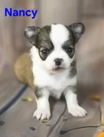 AKC Nancy, a female Chihuahua for sale in Homerville, GA – 1 of 10