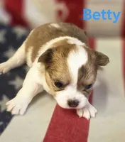 CKC Betty, a female Chihuahua for sale in Homerville, GA – 8 of 10