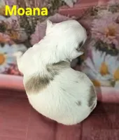 CKC Moana, a female Chihuahua for sale in Homerville, GA – 10 of 10