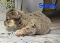 CKC Sandy , a female Chihuahua for sale in Homerville, GA – 10 of 10