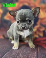 AKC Violet, a female Chihuahua for sale in Homerville, GA – 4 of 10