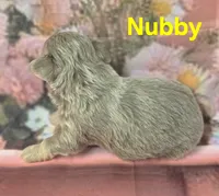 CKC Nubby, a male Chihuahua for sale in Homerville, GA – 3 of 10