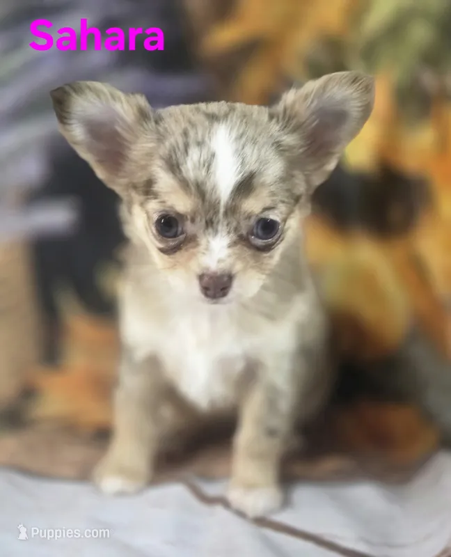 CKC Sahara  – Chihuahua puppy for sale in Homerville, GA