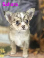 CKC Sahara , a female Chihuahua for sale in Homerville, GA – 2 of 10