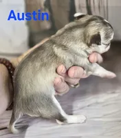CKC Austin, a male Chihuahua for sale in Homerville, GA – 8 of 10