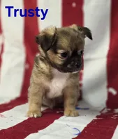 CKC Trusty, a male Chihuahua for sale in Homerville, GA – 6 of 10